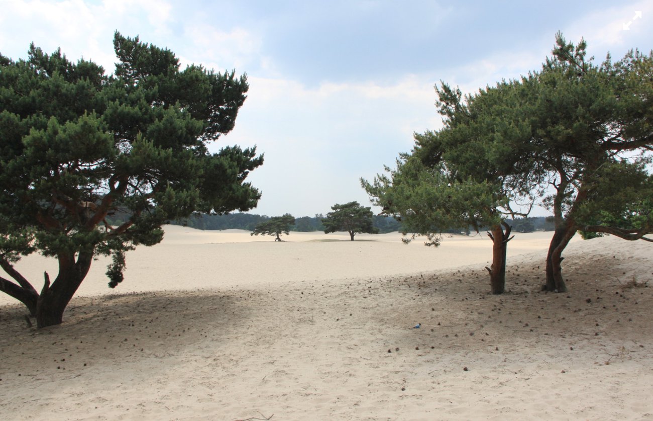 Sand drift Soest