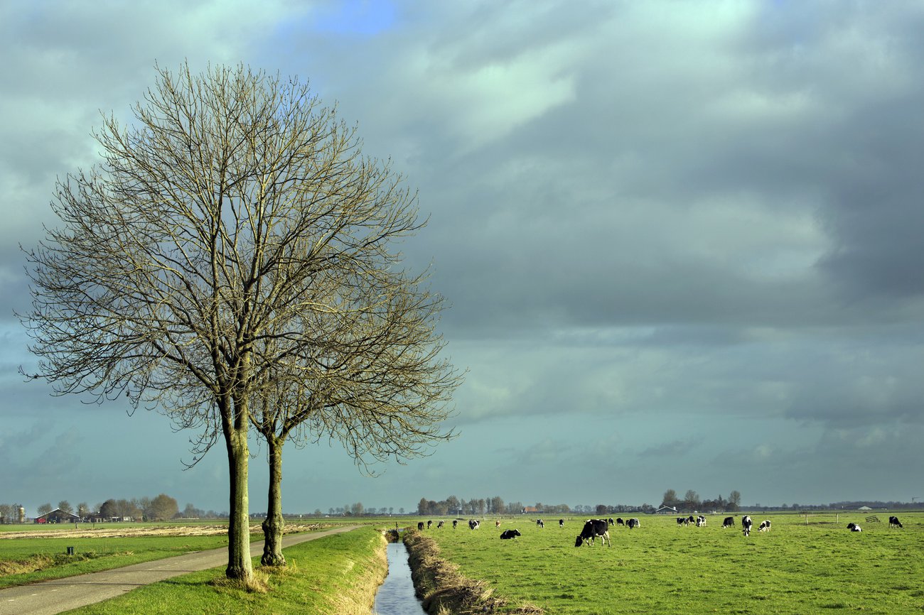 Lonely trees in the polder