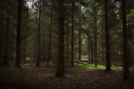 Forest Oudemirdum