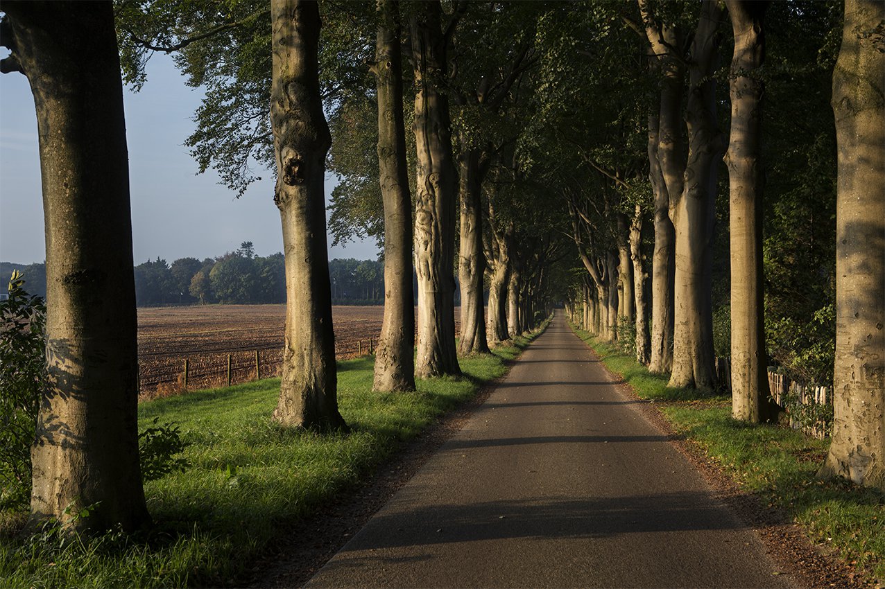Avenue trees Oudemirdum