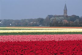 Tulip fields Lisse